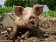 В Крыму возобновят досмотр транспорта из-за вспышек африканской чумы свиней в других регионах